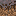 mycelium_side